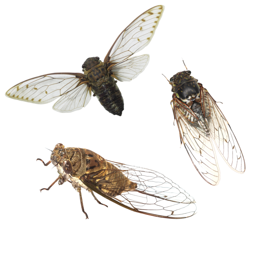 2024 cicada swarm What Floridians can expect